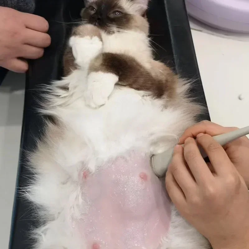 Macchine utensili per radiogra - Veterinary X-Ray recensione e prezzo
